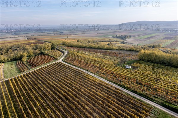 Autumn landscape with vineyard, aerial view, Weinviertel, Hadres, Lower Austria, Austria, Europe