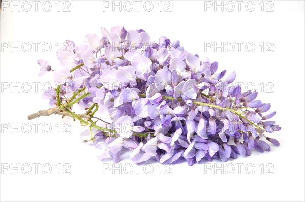 Wisteria