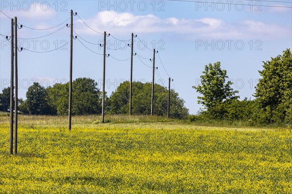 Wooden telegraph poles, meadow with colourful flowers, Lenningen, Baden-Wuerttemberg, Germany, Europe