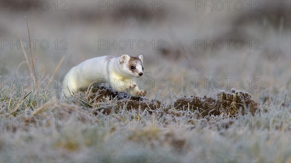 Stoat