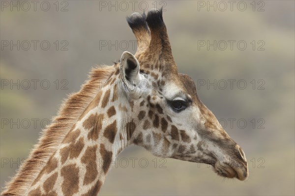 Giraffe