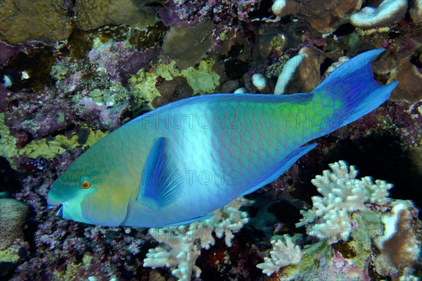 Rusty parrotfish