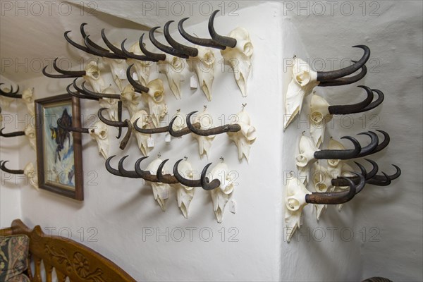 Hunting trophies in a hunting lodge, Styria, Austria, Europe