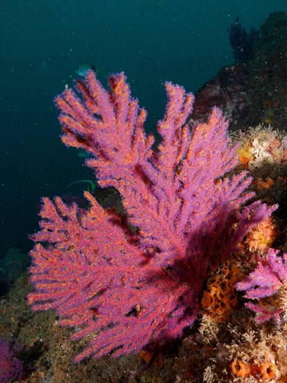 Pink palmate sea fan