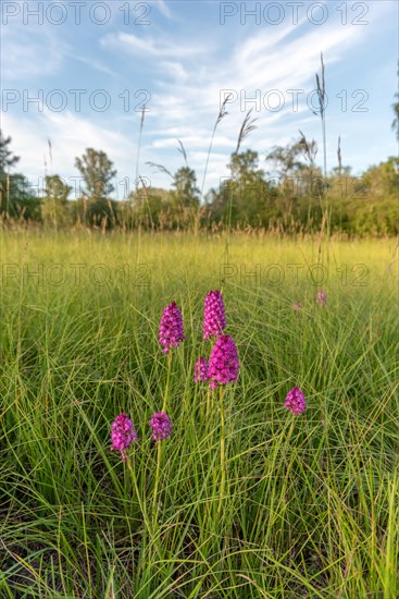 Pyramidal orchid in a meadow in spring. Alsace, France, Europe