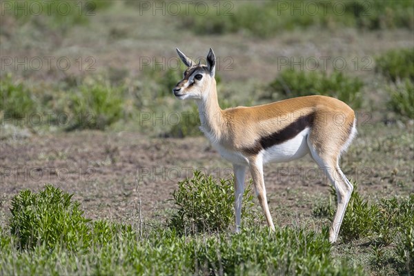 Serengeti thomsons gazelle