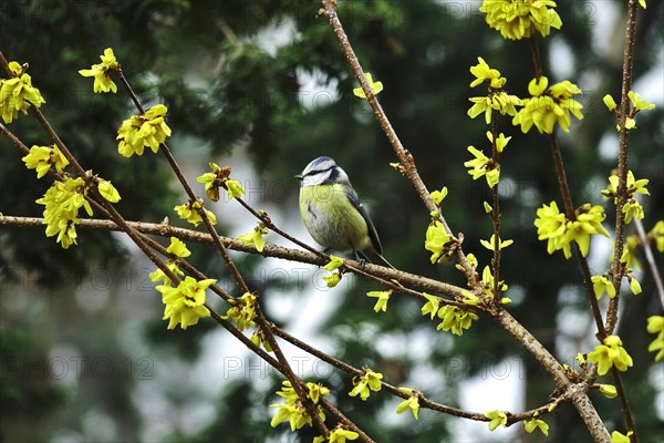 Blue Tit