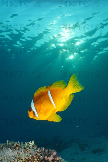 Red sea clownfish