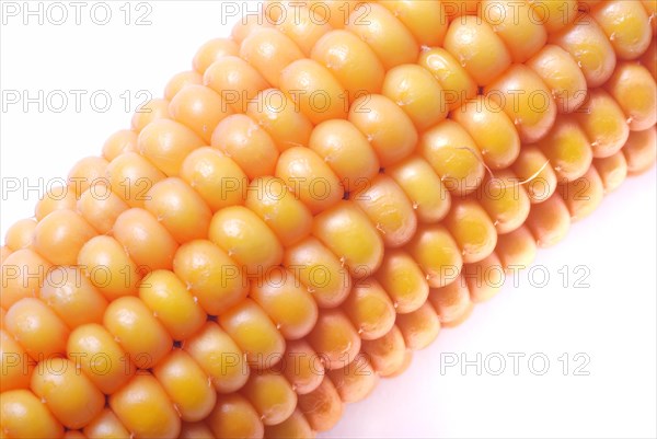 An ear of ripe corn