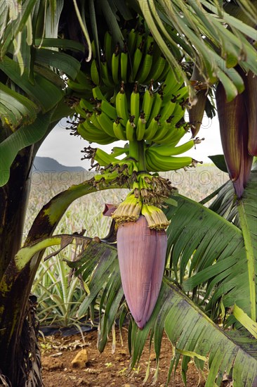 Banana tree with bending up bananas