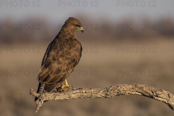 Steppe buzzard