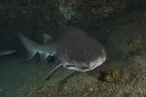 Portrait of sand tiger shark