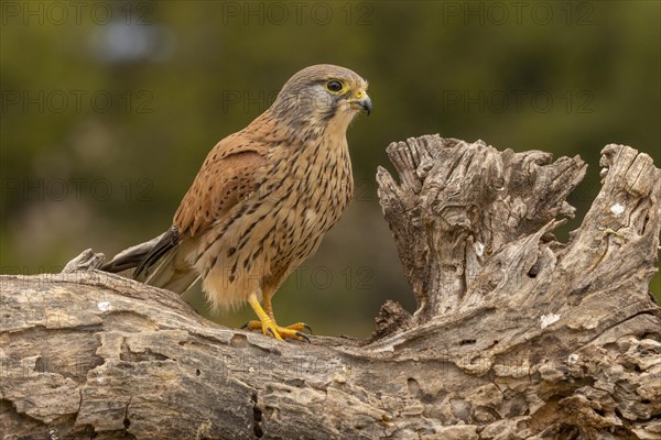 Common kestrel