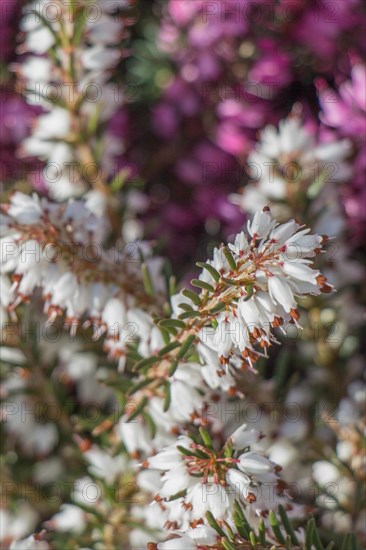 Blooming spring flowers as a colorful background