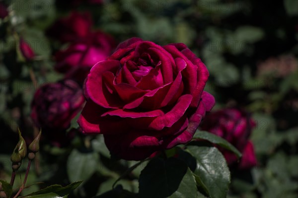 Beautiful colorful Rose Flower on garden background