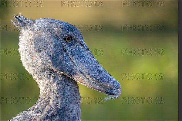 Shoebill