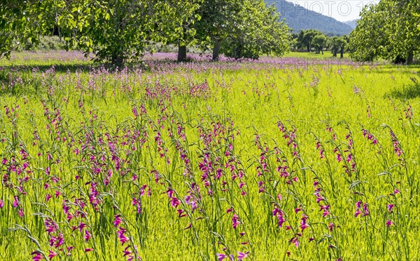 Meadow with wild gladioli