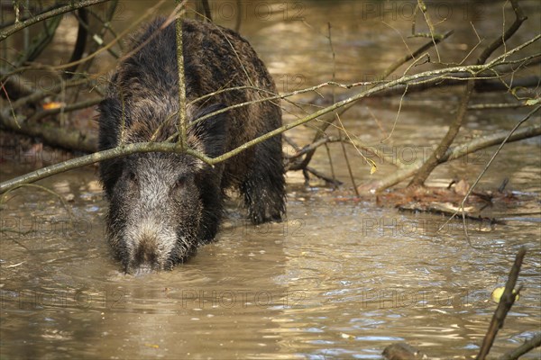 Wild boar