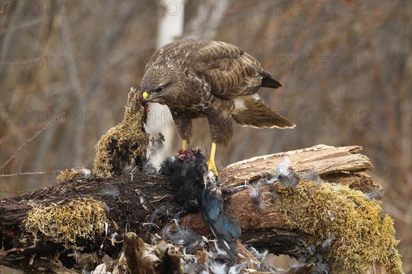 Steppe buzzard