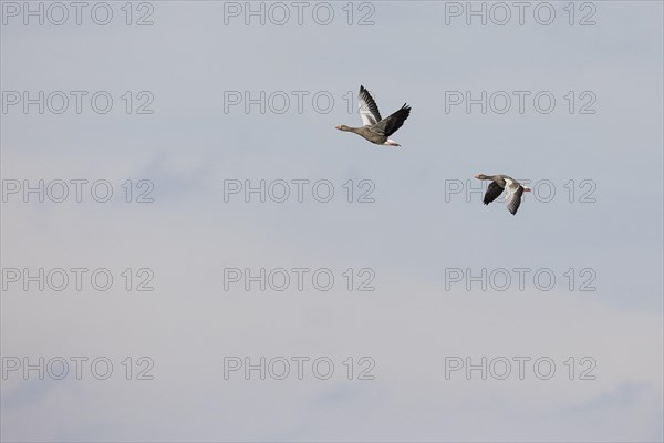 Greylag Goose