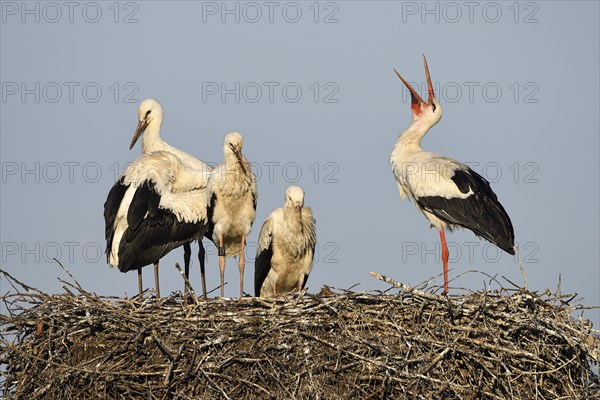 White Stork