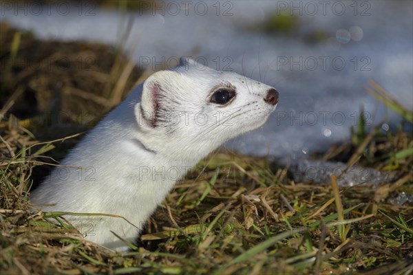 Stoat