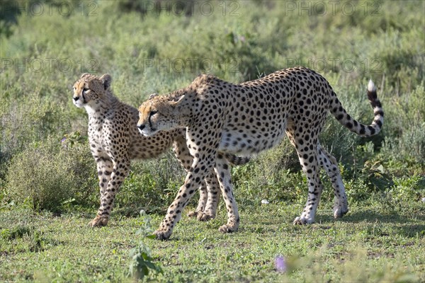 Cheetah