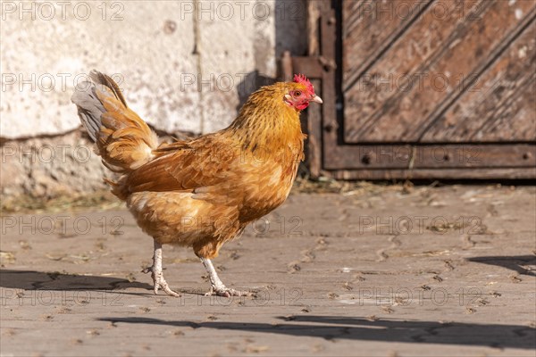 Red hen in a sunny farmhouse in spring. Alsace, France, Europe