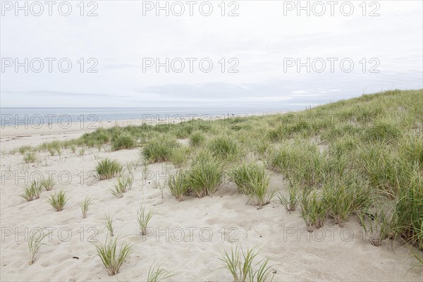 Coastal Landscape, Meadow Beach, Cape Cod, Atlantic Sea, Massachusetts, USA, North America