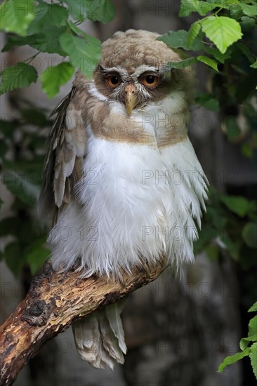 Spectacled Owl