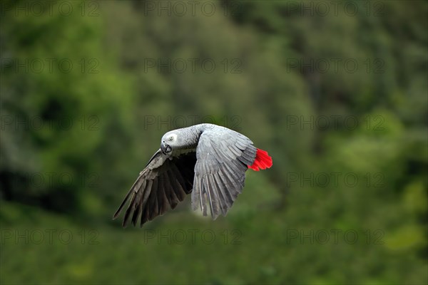 Grey parrot