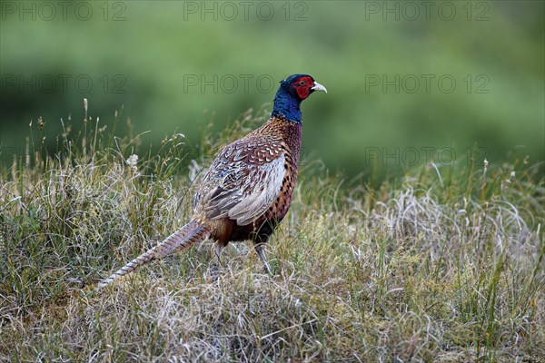 Pheasant