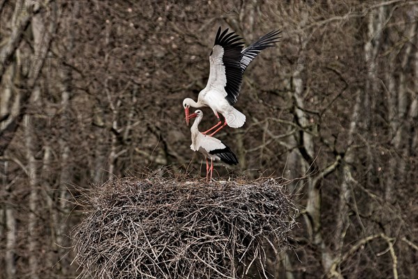 Two storks in the nest mating. Philippsburg, Baden-Wuerttemberg, Germany, Europe