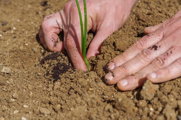 Close-up of a mans hands planting onions in his organic vegetable garden