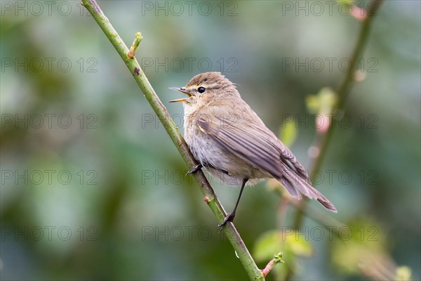 Common Chiffchaff