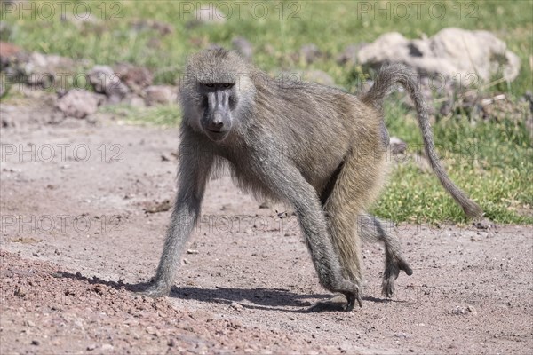 Olive baboon