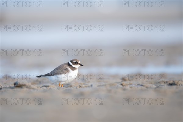 Ringed Plover