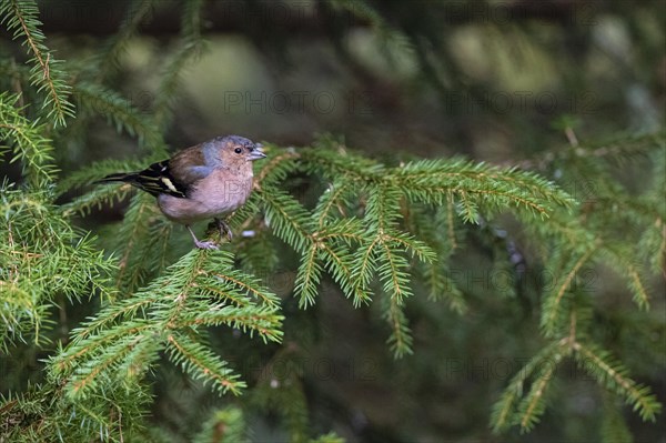 Common chaffinch