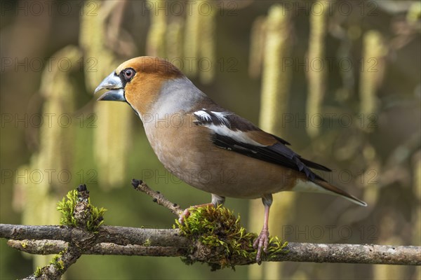 Hawfinch
