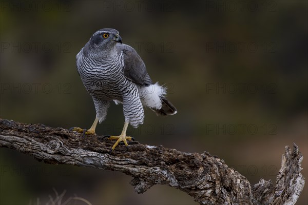 Northern goshawk