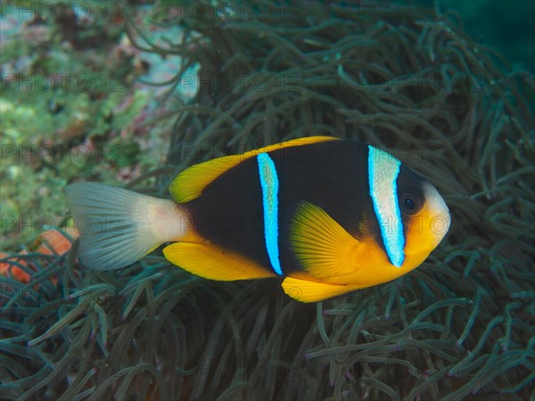 Allards clownfish