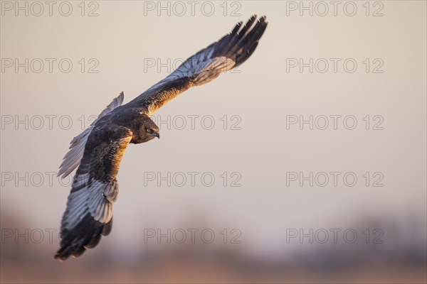 Western marsh-harrier