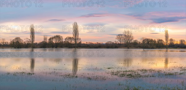 Panoramic landscape of a flooded meadow reflected in the water at sunrise. Alsace, Big East, France, Europe