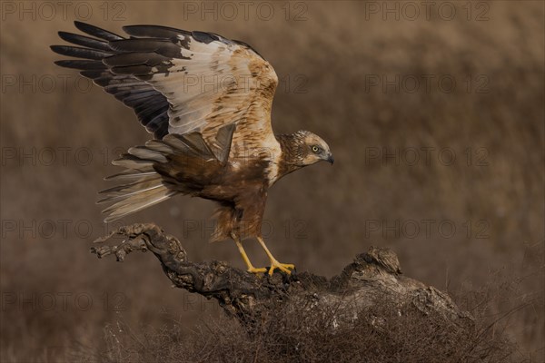 Western marsh-harrier