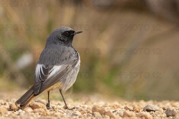 Black Redstart