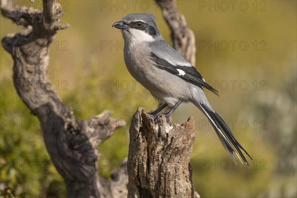 Southern grey shrike