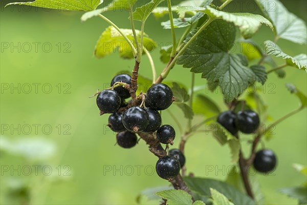 Black currant