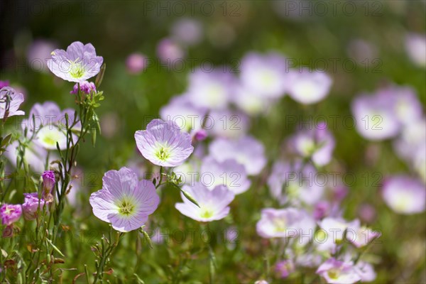 Amapola