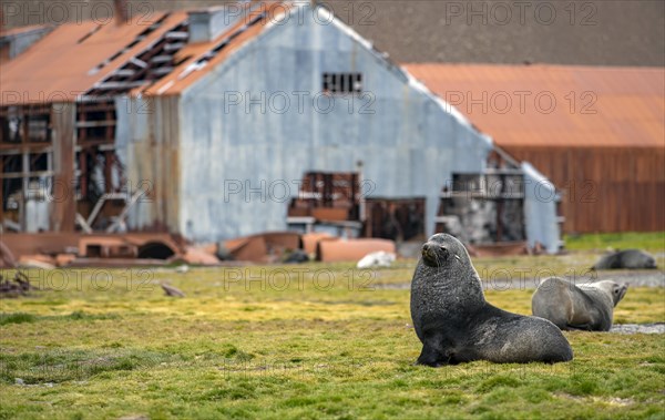 Sea Bears off South Georgia Whaling Station Stromness Bay