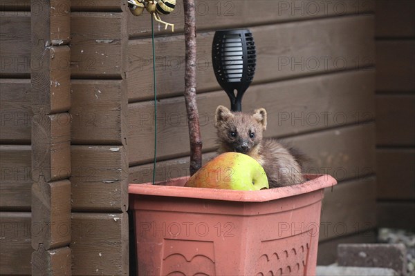 European pine marten